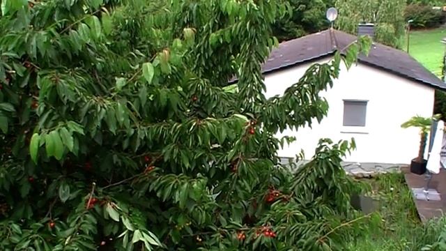 Вишни без червей! смотреть онлайн