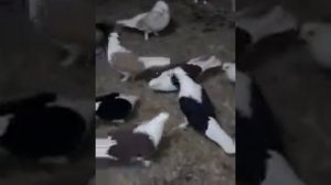 краснодарские бойные