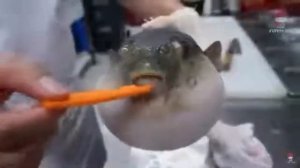 Новинка!!! Рыба фугу ест морковь наоборот! :D