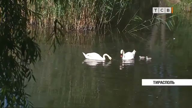 У пары белых лебедей в Тирасполе появились птенцы смотреть онлайн
