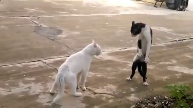 купить мех смотреть онлайн