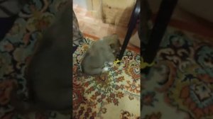 Медвежье сало
