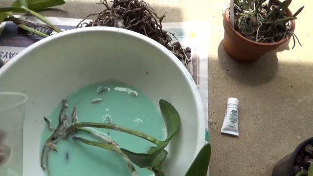 Коричневая Сухая гниль Опасно или Безопасно? Лучший Орхидейный Аромат Онцидиум Розовый Закат❣ смотреть онлайн