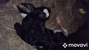 Как рождается телёнок.Первое кормление телёнка.