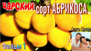 Абрикос ЦАРСКИЙ - 1 Серия, Один из Лучших Сортов среди Абрикосов. "Секреты Садовода"