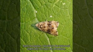 Как бороться с листоверткой на плодовых деревьях