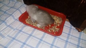 как приучить котенка к лотку? котенку на видео-три недели)