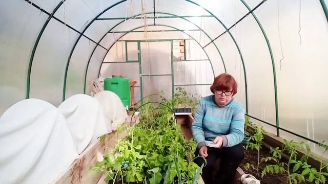 Высадила все томаты.Сорта.Что кладу в лунку перед посадкой томатов. смотреть онлайн