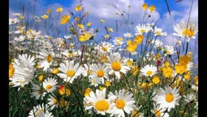 Ромашки - самые красивые цветы