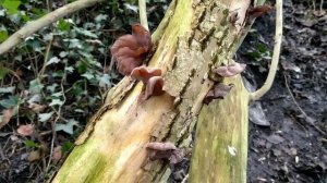 Wood Ear Fungus, how to ID and use