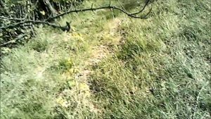 как распознать бешеную лису и где лисы живут!