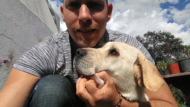 🥩 Dieta BARF: #1 Receta para perros [Pollo] 🐔🥚 ¿Cómo hacer dieta BARF económica? смотреть онлайн