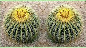 Эхинопсис – кактус похожий на ёжика  Популярные виды и уход