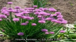 Выбираем, какой лук посадить под зиму на зелень и сажаем его правильно
