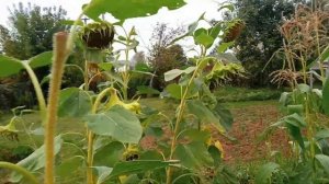 Собрал подсолнухи с огорода #подсолнух