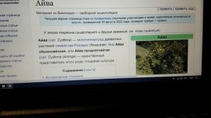 3329 Ем и хвалю айву Айва Свойства айвы вкус польза полезные свойства фрукт на что похож плод цвет