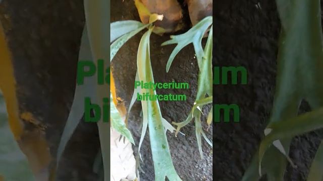 Platycerium bifurcatum/Paku Tanduk Rusa@lindafitriasari3086 #Platyceriumbifurcatum #shorts#garden