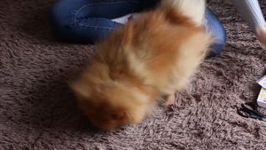 Обработка шпица от клещей #шпицТея #teiadog
