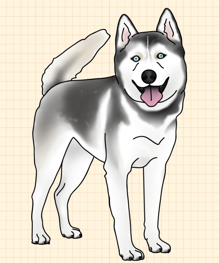 Рисуем собаку хаски пошагово смотреть онлайн