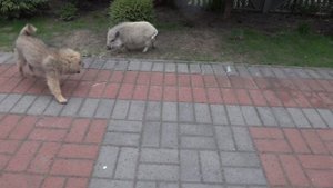 Минипиг может за себя постоять