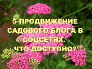 5-продвижение садового блога в социальных сетях. Что доступно?