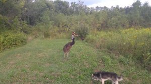 Emu chicks go crazy when girl blows bubbles