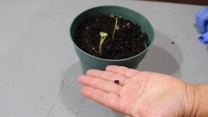 Купила семена жасмина в Интернете. Смотрите, что выросло!