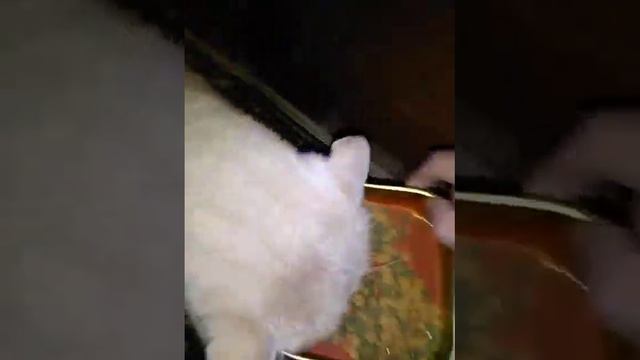 корм для рыб сойдёт... смотреть онлайн