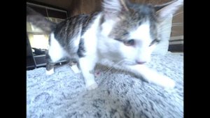УЧИМ КОТА ПРИНОСИТЬ ИГРУШКУ!!!