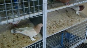 2 Серия Покупаем голубей в самом большом питомнике России