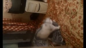 брачные игры