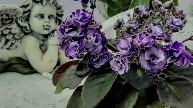 Фиалки в Одессе Humako Lila Wave смотреть онлайн