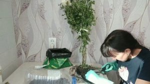 хризантема мультифлора и корейская осенью: черенкование, подкормки, зимовка.