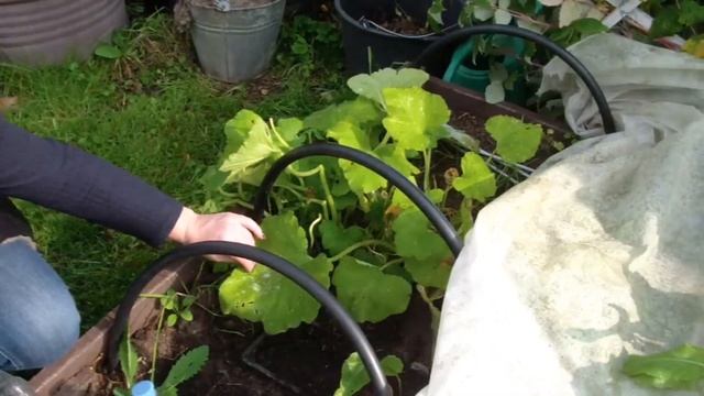 Прогулка по саду в конце сентября! смотреть онлайн