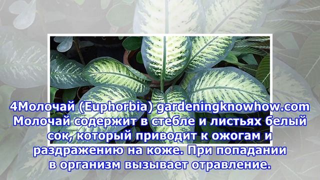 Комнатные растения, которые нельзя держать в доме с маленькими детьми смотреть онлайн
