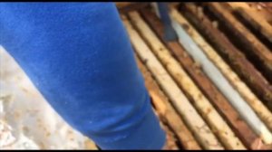 Роль и значение пчелиной матки в развитии пчелосемьи