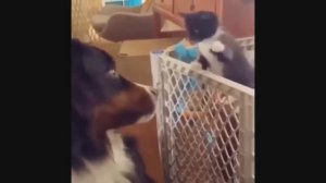 забавные и смешные кошки и собаки 53