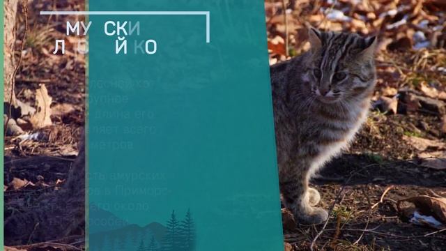 Животные под угрозой - Дальневосточный федеральный округ