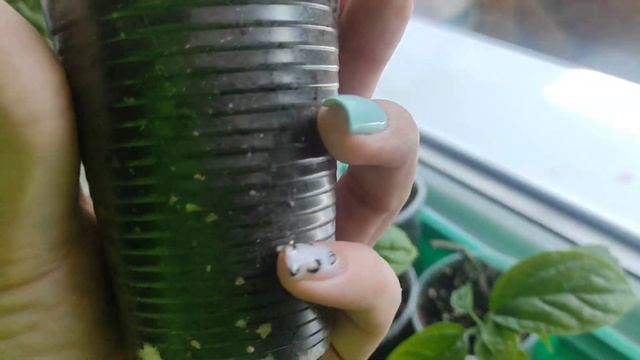 РЕЗУЛЬТАТ обрезки Клеродендрума СТИМУЛЯЦИЯ цветения #клеродендрум смотреть онлайн