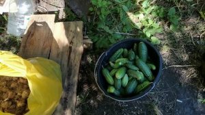 Огурцы для заготовок на зиму