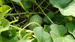 Выращивание дынь в теплице. Южный Урал.