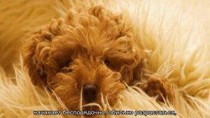 Уход за собакой после стерилизации в домашних условиях