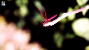 Самых Красивых Розовых Животных В Мире