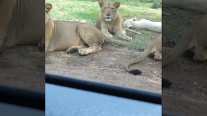 Молодой лев сильно напугал туристов.