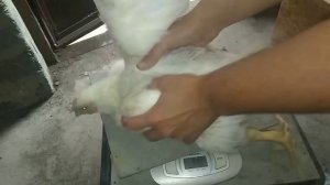 Вес бройлера в 40 дней. Чем кормим. Кобб-500. Как содержим. / How to grow big chicken.