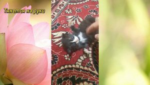 Выкинули на помойку 5 котят! #3. Остался один. Помогите котенку обрести свой дом (Омск, Любинский)