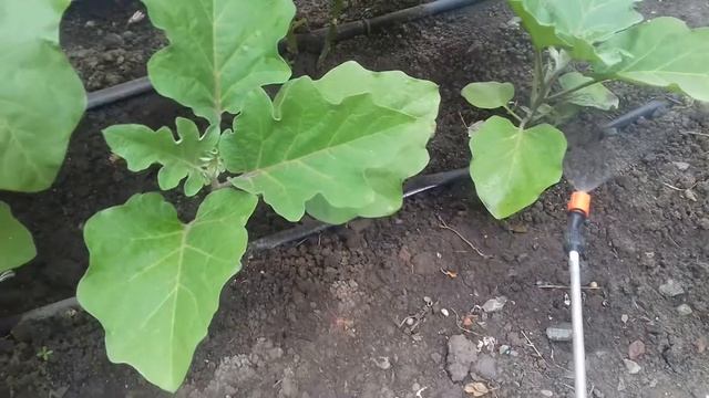 Паутинный клещ на баклажанах. смотреть онлайн