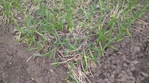 🌱Как растёт спаржа 06.04.2023.🌱 #садогород #город61 #спаржа #рассада