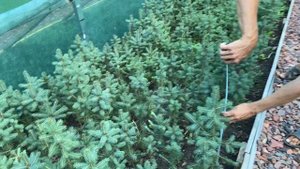 Ель голубая 5-ти летка Обзор интернет-магазина питомника "Хвойный дворик"