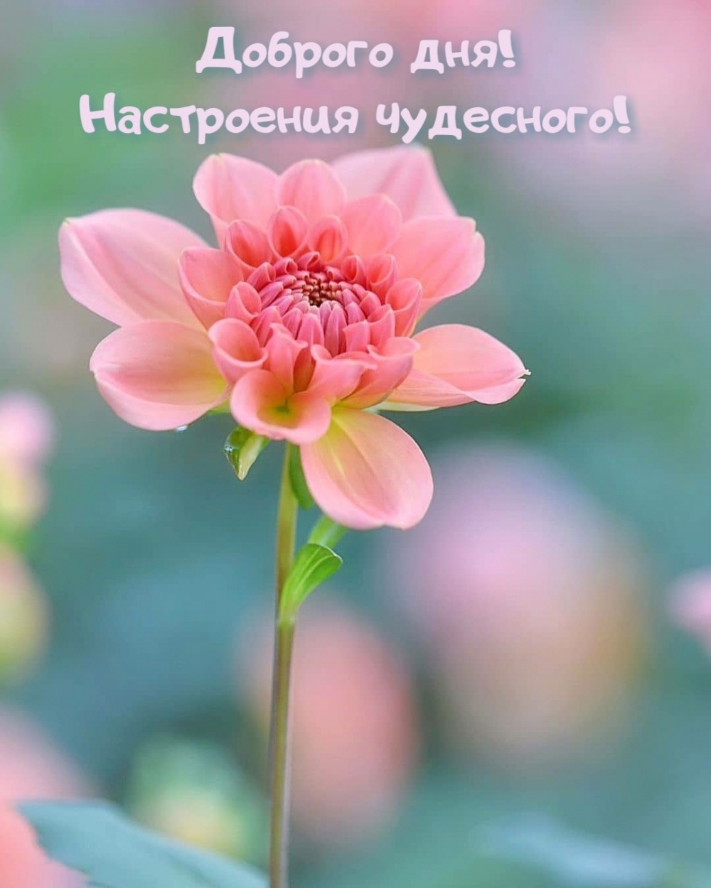 С Добрым Утром и Хорошим днём! Пожелания Удачного Дня!?